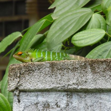 ホテル リンウッド バンガロー キャンディー エクステリア 写真